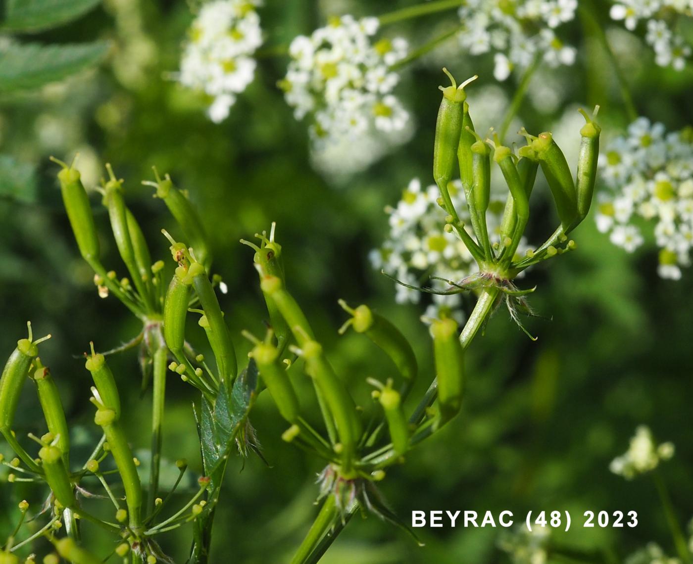 Chervil, Golden fruit